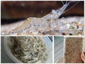 Cameroon_Ghost_shrimp_Lepidophthalmus_turneranus