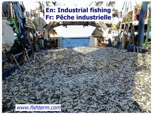 Industrial fishing -- Pêche industrielle