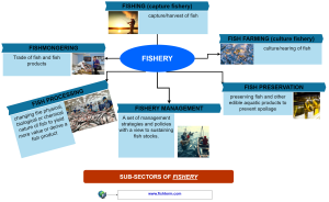 Branches and subsectors of fishery