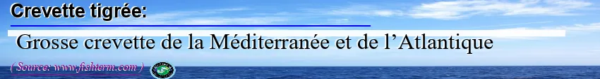 Image: Definition of crevette géante tigrée