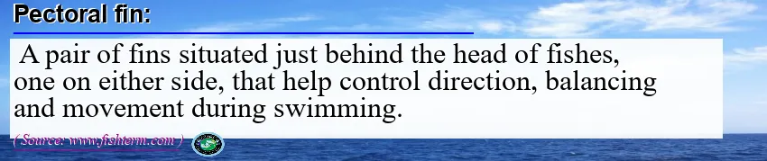 Image: Definition of pectoral fin
