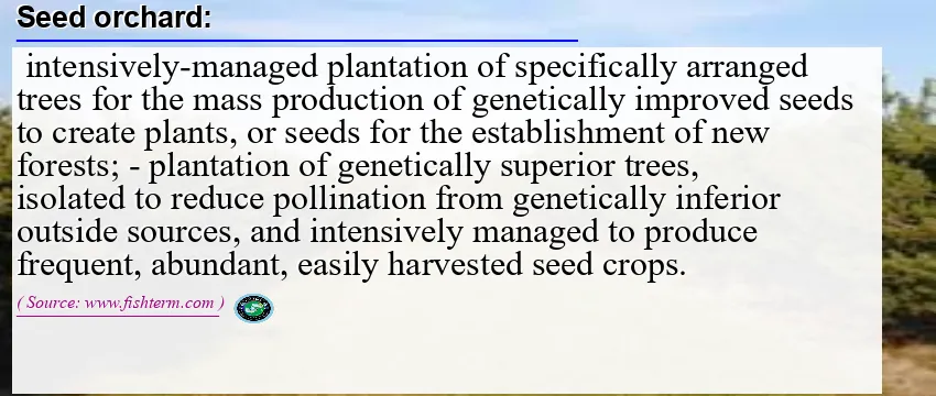 Image: Definition of seed orchard