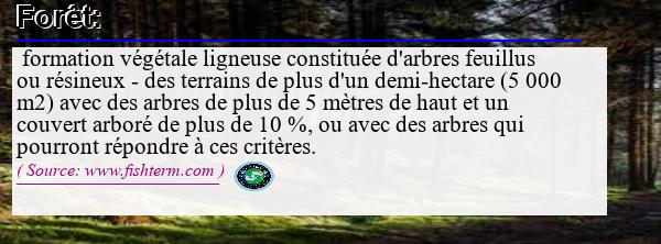 Image :  Définition de forêt