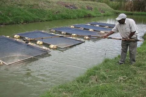 fish farm