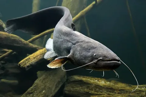 Catfish