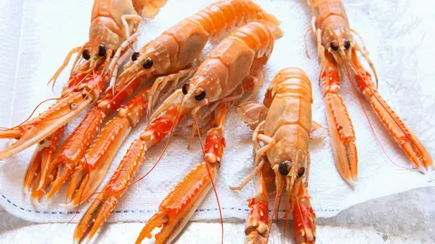 langoustine