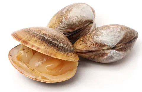 clam