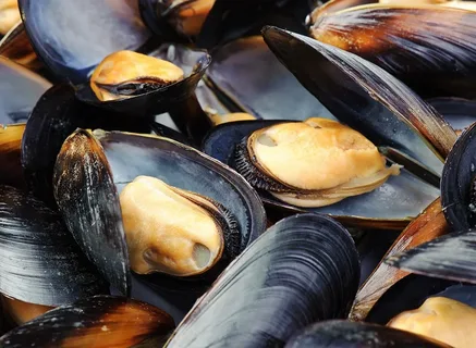 mussel