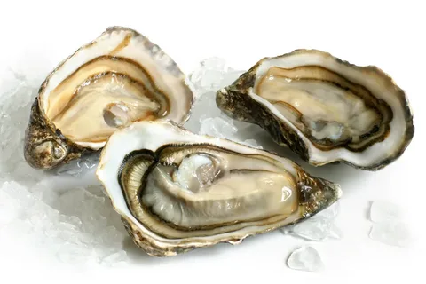 oyster