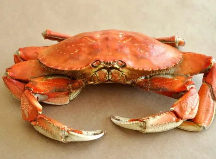 crab