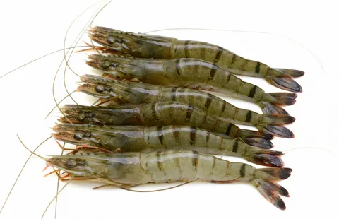 Tiger prawn