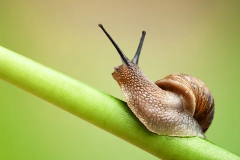 snail