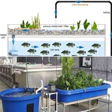 Aquaponics