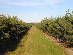 seed orchard
